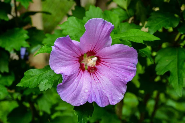 Close Hibiscus Rosa Sinensis Known Colloquially Chinese Hibiscus Widely Grown — Foto Stock