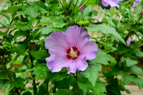 Close Hibiscus Rosa Sinensis Known Colloquially Chinese Hibiscus Widely Grown — Stok fotoğraf