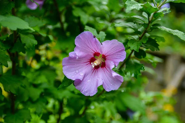Close up of Hibiscus rosa-sinensis. Hibiscus rosa-sinensis is a flowering plant known as Chinese hibiscus, China rose, Hawaiian hibiscus, rose mallow, shoeblack plant.