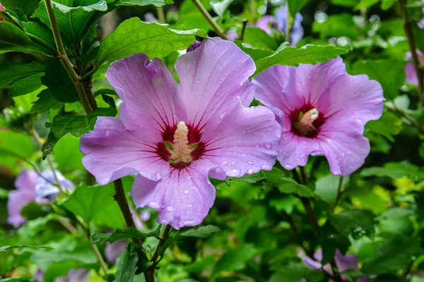Close up of Hibiscus rosa-sinensis, known colloquially as Chinese hibiscus is widely grown as an ornamental plant in the tropics and subtropics.
