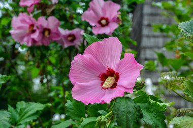 Close up of Hibiscus rosa-sinensis, known colloquially as Chinese hibiscus is widely grown as an ornamental plant in the tropics and subtropics.