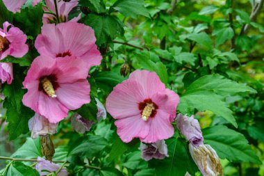 Close up of Hibiscus rosa-sinensis, known colloquially as Chinese hibiscus is widely grown as an ornamental plant in the tropics and subtropics.