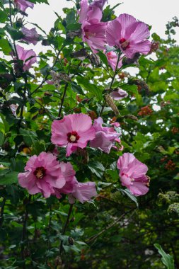 Close up of Hibiscus rosa-sinensis, known colloquially as Chinese hibiscus is widely grown as an ornamental plant in the tropics and subtropics.