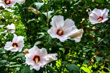 Close up of Hibiscus rosa-sinensis, known colloquially as Chinese hibiscus is widely grown as an ornamental plant in the tropics and subtropics.