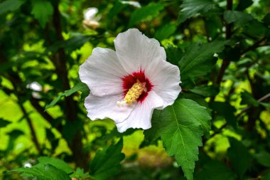 Close up of Hibiscus rosa-sinensis, known colloquially as Chinese hibiscus is widely grown as an ornamental plant in the tropics and subtropics.