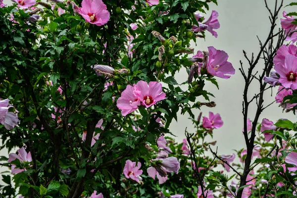 Close Hibiscus Rosa Sinensis Known Colloquially Chinese Hibiscus Widely Grown — ストック写真