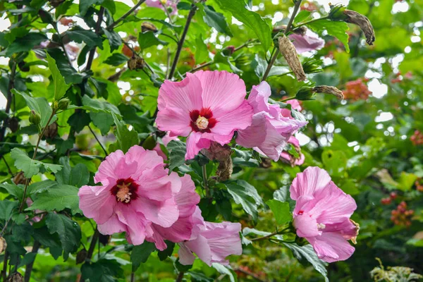Close up of Hibiscus rosa-sinensis, known colloquially as Chinese hibiscus is widely grown as an ornamental plant in the tropics and subtropics.