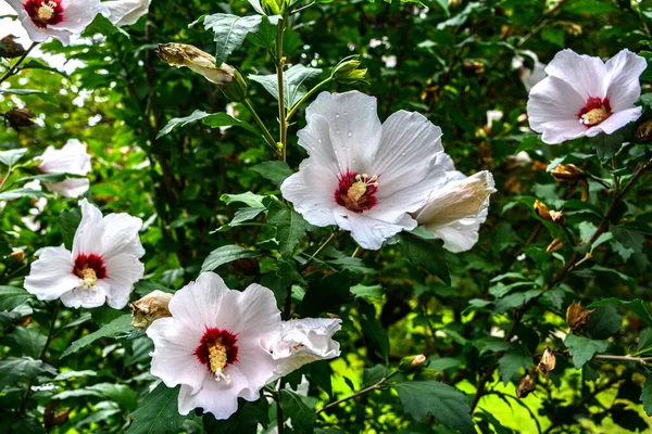 Close up of Hibiscus rosa-sinensis, known colloquially as Chinese hibiscus is widely grown as an ornamental plant in the tropics and subtropics.