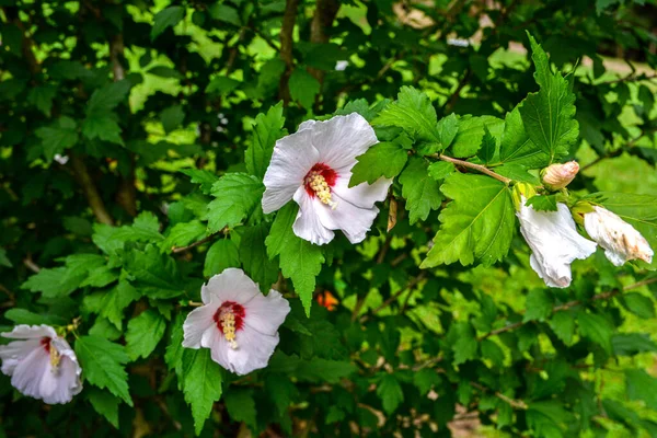 Close Hibiscus Rosa Sinensis Known Colloquially Chinese Hibiscus Widely Grown — Fotografia de Stock