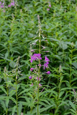Purple Fireweed or Great willowherb or Chamaenerion angustifolium flowers against green forest background.