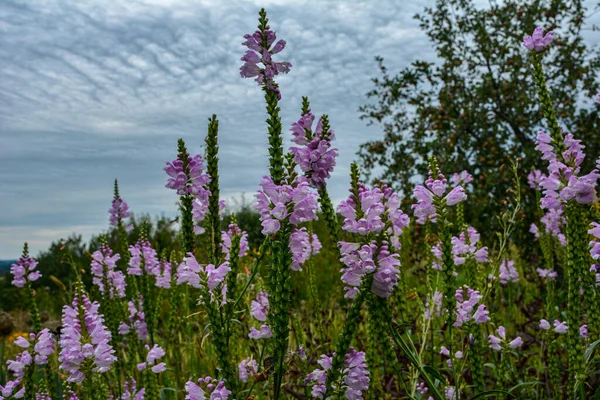 Obedient Plant Physostegia Virginiana Called Obedience False Dragonhead Also Physostegia — Fotografia de Stock