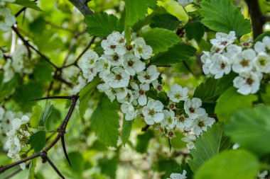 Crataegus pinnatifida süs çiçekli ağaç bahar sırasında beyaz çiçekler, çiçek dalları üzerinde Çince alıç hawberry ile