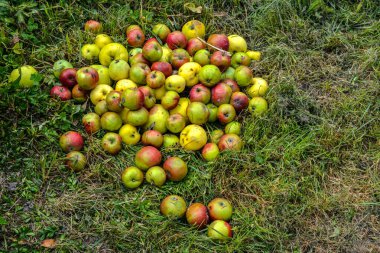 Fallen Apples on the Ground in Autumn .Honeycrisp apples on the ground in an orchard .