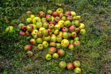 Fallen Apples on the Ground in Autumn .Honeycrisp apples on the ground in an orchard .