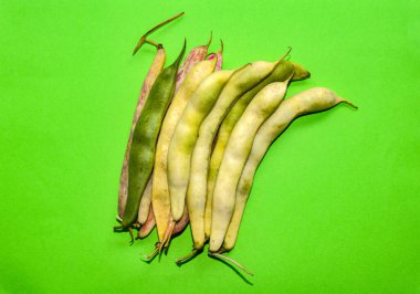 Hurdaya çıkmış taze fasulye kabukları. Doğal arka plan olarak kuru ham kayısı bitkisi (Phaseolus vulgaris) yığını. Organik tarım, sağlıklı yiyecekler, BIO videoları, doğa konseptine dönüş..