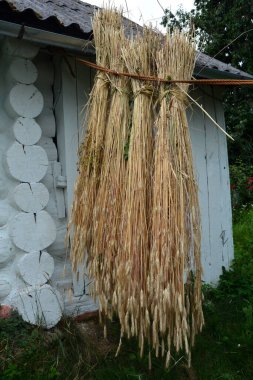 Dry wheat seeds hung in front of the house .preparation of material for weaving.the process of preparing straw for weaving art products.
