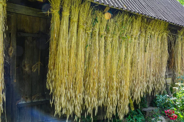 Dry Wheat Seeds Hung Front House Preparation Material Weaving Process — Foto de Stock