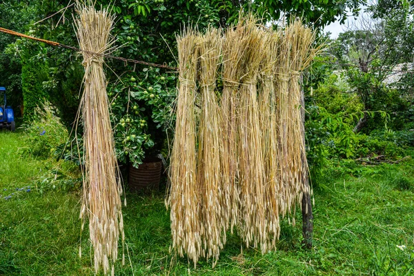 Dry Wheat Seeds Hung Front House Preparation Material Weaving Process — Stock fotografie