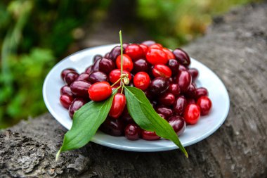 Selective focus.dogwood in a bowl close up .Gathering the summer harvest .