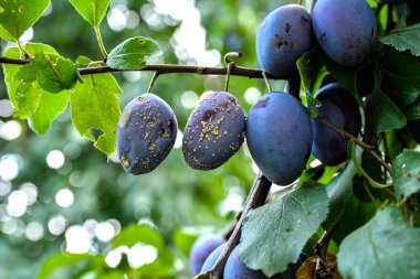 Ağaçta mantar hastalığı olan erik meyvesi. Meyve Mantar Hastalığı Monilia Cinerea in Orchard. Makro.