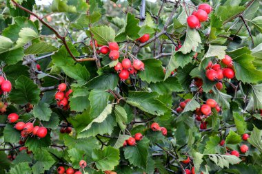 Crataegus pinnatifida, Çin haw, Çin alıç, meyve ile Çin hawberry