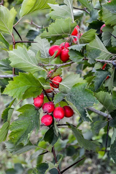 Crataegus Pinnatifida Haw Chinês Espinheiro Chinês Hawberry Chinês Com Frutas — Fotografia de Stock