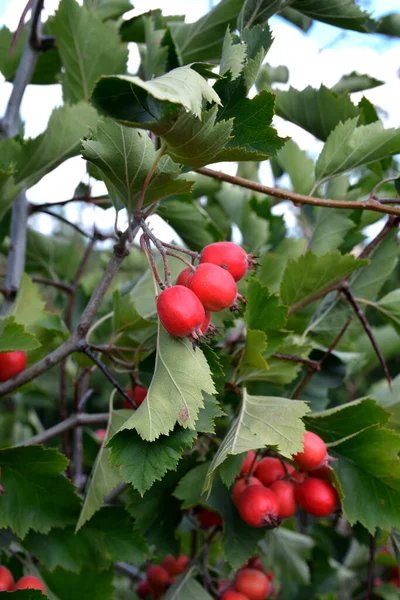 Crataegus Pinnatifida Čínské Haw Chinese Hawthorn Čínský Hawberry Ovocem — Stock fotografie