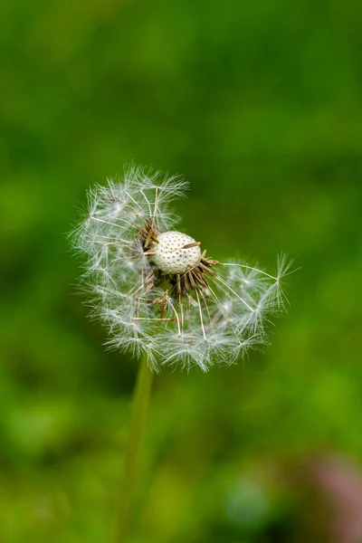 Paar Löwenzahn Mit Samen Nahaufnahme Foto Löwenzahnkorb Mit Samen Gras — Stockfoto