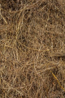 Saman dokusu. Saman balyaları büyük yığın halinde istiflenir. Tarımda hasat. Kuru pirinç pipetinin arka planı. Saman, kuru saman, saman samanı sarı arkaplan dokusu. .