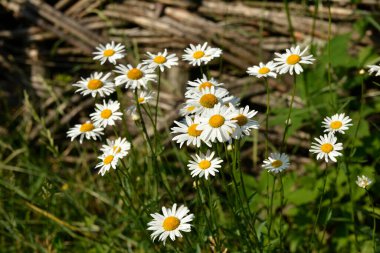Leucanthemum vulgare yabani çayırları beyaz yapraklı ve sarı merkezli, çiçek açan güzel bitkiler. Çayırlarda yetişen yabani papatyalar. .