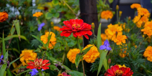 Marigolds and other northern ornamental flowers grow in flower beds .