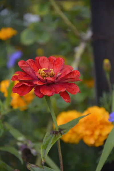 Zinnia Elegans Розкішна Квітка Яка Насолоджується Красою Цвітіння Серпні Пурпурна — стокове фото
