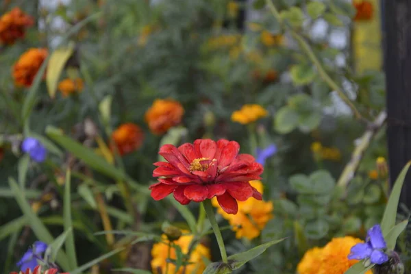 Marigolds and other northern ornamental flowers grow in flower beds .