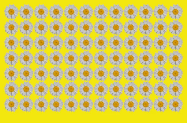 Close Fundo Flores Camomila Padrão Floral Bonito Para Impressão — Fotografia de Stock