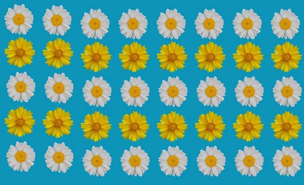 白い背景に孤立した創造的なデイジーの花のコレクション フラットレイアウト トップビュー 花のパターン オブジェクト ファッション生地のためのカモミールハーブデザイン — ストック写真
