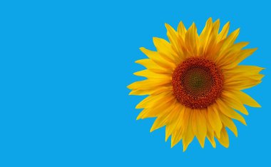 Renkli arka planın merkezindeki ayçiçeğine yakın plan. Boşluğu kopyala.