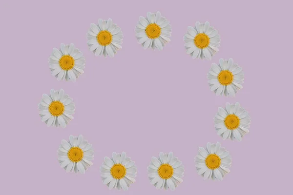 Blumenrahmen Mit Kamiles Cute Kamillenblüten Rahmen Isoliert Flower Frame — Stockfoto