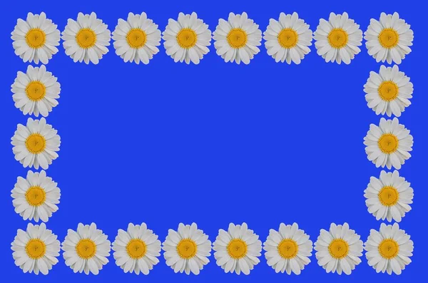 Virág Keret Kamillákkal Aranyos Kamilla Virágok Keret Izolált Virág Keret — Stock Fotó