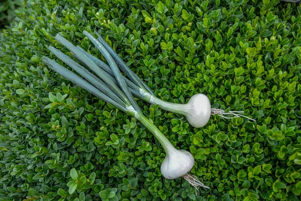 Fresh Greenery Young Green Onion Kitchen Cutting Board Lies Grass — Stock Photo, Image