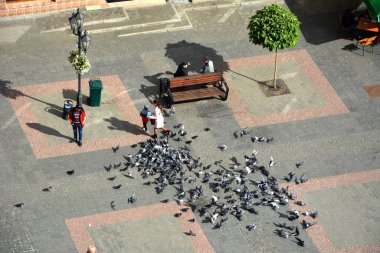 Drogobich. Lviv bölgesi. Ukrayna. Eylül 2022. Şehrin merkez meydanı. Belediye binasının tepesinden bir manzara. Etrafta dolaşan bir sürü küçük şahıs var. Meydanda bir sürü vahşi güvercin var..