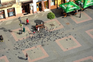 Drogobich. Lviv bölgesi. Ukrayna. Eylül 2022. Şehrin merkez meydanı. Belediye binasının tepesinden bir manzara. Etrafta dolaşan bir sürü küçük şahıs var. Meydanda bir sürü vahşi güvercin var..