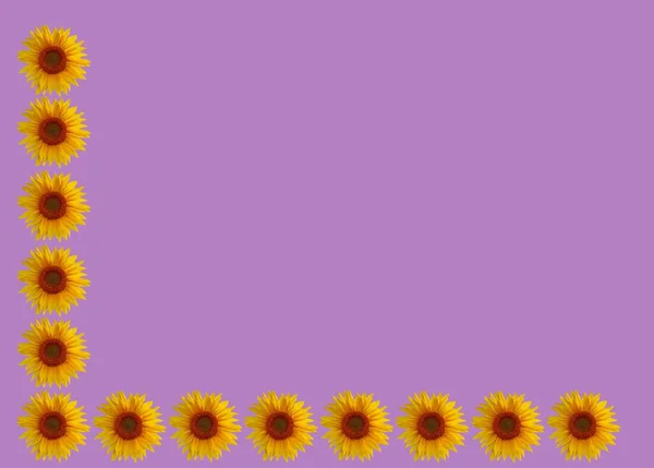 フラットデザインのひまわりで作られたカラフルなフレーム白い背景にコピースペースとひまわりで作られたリースフレーム フラットレイアウト トップビュー夏の花のモックアップテンプレート — ストック写真