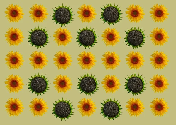 sunflowers flowers design background. Can be tiled .Wild sunflower blossom background .