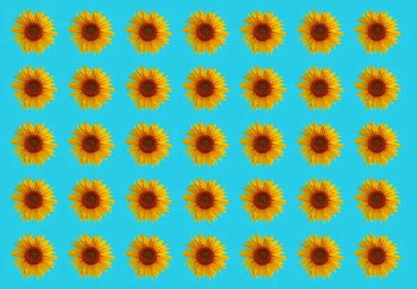 Sunflowers Flowers Design Background Can Tiled Wild Sunflower Blossom Background — Stock Photo, Image