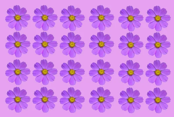 Blommig Bakgrund Rosa Blommor Isolerad Vit Bakgrund Cosmea Naturlig Blommig — Stockfoto