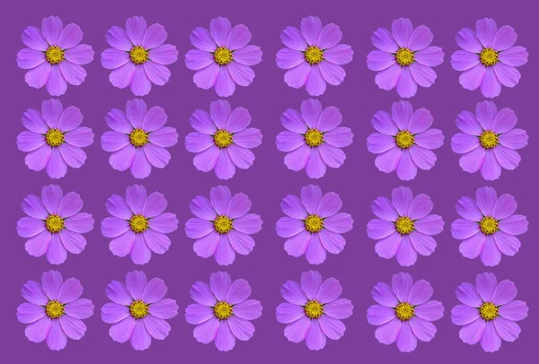 Floral Background Pink Flowers Isolated White Background Cosmea Natural Floral — Stock Photo, Image