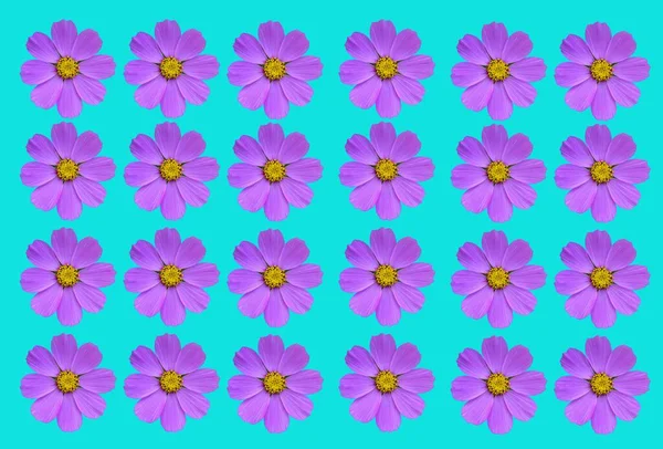 花の背景 白い背景にピンクの花が孤立しています 天然の花の背景 花のデザイン要素 — ストック写真