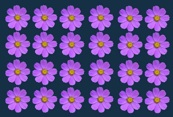 花的背景 粉红色的花朵在白色的背景上隔离开来 化妆品 自然花卉背景 花卉设计部分 — 图库照片