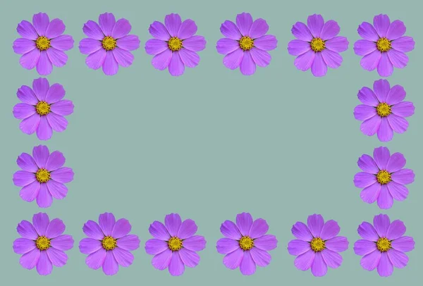 Bloemenframe Met Cosmea Bloemen Sjablonen Ruimte Voor Tekst Prachtig Bloemframe — Stockfoto