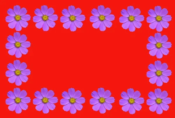 Blomma Ram Med Kosmea Blommor Mallar Utrymme För Text Vacker — Stockfoto